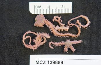 Media type: image; Invertebrate Zoology 139659